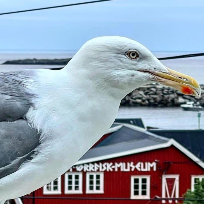 A, The Far End Of Lofoten, Apartment. Sorvagen